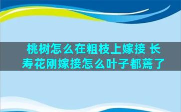 桃树怎么在粗枝上嫁接 长寿花刚嫁接怎么叶子都蔫了